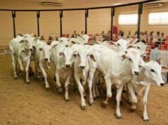 Não perca! São Gonçalo do Rio Abaixo promove 18º Leilão de Gado de Leite e Corte no dia 28 de março