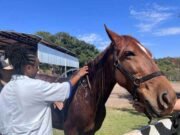 São Gonçalo do Rio Abaixo amplia projeto de equoterapia e fortalece atendimento a crianças com necessidades especiais