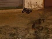 Bombeiros resgatam duas cascavéis em quintal de residência no interior de Minas