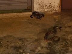 Bombeiros resgatam duas cascavéis em quintal de residência no interior de Minas