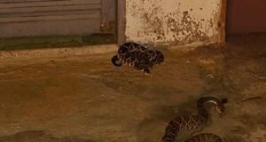 Bombeiros resgatam duas cascavéis em quintal de residência no interior de Minas