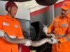 Jiboia de 2 metros é resgatada dentro de carro no interior de Minas, veja fotos