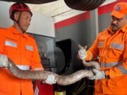 Jiboia de 2 metros é resgatada dentro de carro no interior de Minas, veja fotos