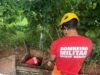 Itabira; Bombeiros resgatam capivaras presas em estação de esgoto às margens da BR-120