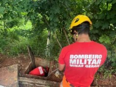 Itabira; Bombeiros resgatam capivaras presas em estação de esgoto às margens da BR-120