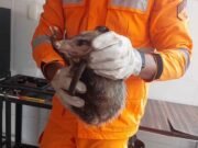 Gambá é resgatado pelos bombeiros após assustar moradores em João Monlevade, veja fotos