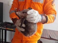 Gambá é resgatado pelos bombeiros após assustar moradores em João Monlevade, veja fotos