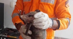 Gambá é resgatado pelos bombeiros após assustar moradores em João Monlevade, veja fotos