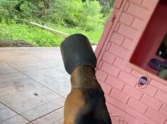 Vídeo; Bombeiros salvam cachorro que ficou com a cabeça presa em leiteira mo interior de Minas