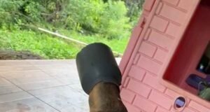 Vídeo; Bombeiros salvam cachorro que ficou com a cabeça presa em leiteira mo interior de Minas