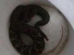 Cascavel é capturada em muro de residência no bairro Alto Pereira, em Itabira