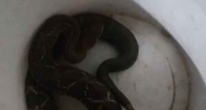 Cascavel é capturada em muro de residência no bairro Alto Pereira, em Itabira