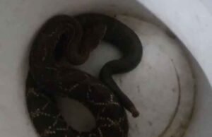 Cascavel é capturada em muro de residência no bairro Alto Pereira, em Itabira