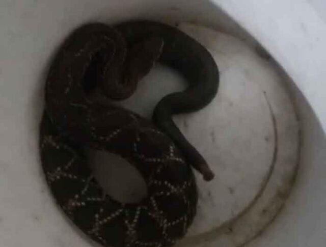 cascavel-capturada-alto-pereira-itabira