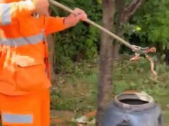 Sete Lagoas; Criança encontra cobra coral durante brincadeira e mobiliza bombeiros