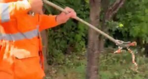 Sete Lagoas; Criança encontra cobra coral durante brincadeira e mobiliza bombeiros