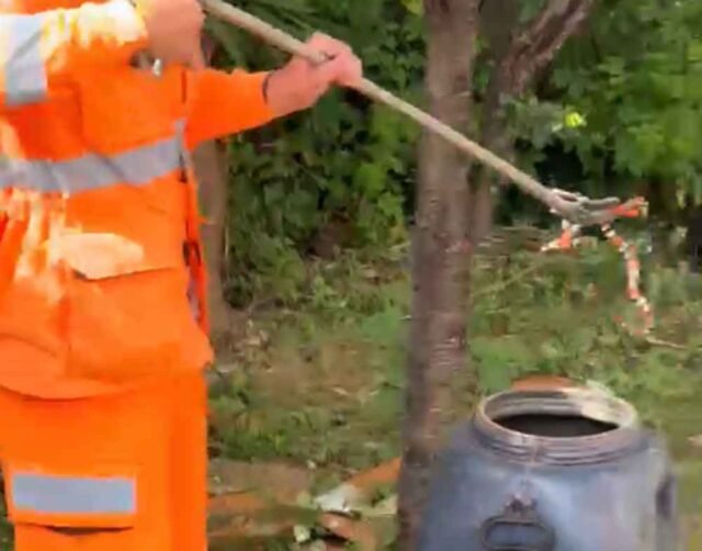 cobra-coral-sete-lagoas-bombeiros