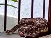 Cobra cascavel é capturada em janela de residência em Rio Piracicaba