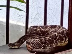 Cobra cascavel é capturada em janela de residência em Rio Piracicaba