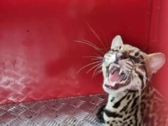 Vídeo; Jaguatirica invade sítio, mata gatos e é capturada por bombeiros em Bom Jesus do Amparo