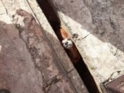 Veja fotos! Bombeiros realizam dois resgates de animais em cidades no interior de Minas