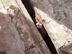 Veja fotos! Bombeiros realizam dois resgates de animais em cidades no interior de Minas