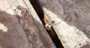 Veja fotos! Bombeiros realizam dois resgates de animais em cidades no interior de Minas