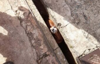 Veja fotos! Bombeiros realizam dois resgates de animais em cidades no interior de Minas
