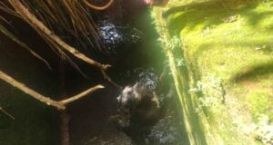 Bombeiros resgatam cão preso em canaleta no bairro José de Alencar, em João Monlevade