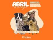 Abril Laranja reforça combate aos maus-tratos animais em Itabira