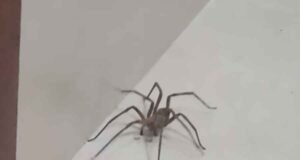 Vídeo; Mulher aciona Bombeiros após encontrar aranha de grande porte no box de banheiro