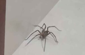 Vídeo; Mulher aciona Bombeiros após encontrar aranha de grande porte no box de banheiro