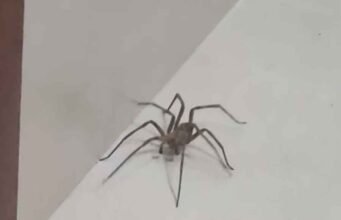 Vídeo; Mulher aciona Bombeiros após encontrar aranha de grande porte no box de banheiro