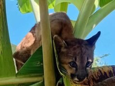 Onça-parda é resgatada por bombeiros de Sete Lagoas após ser encontrada em bananeira