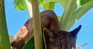 Onça-parda é resgatada por bombeiros de Sete Lagoas após ser encontrada em bananeira