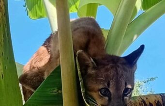 Onça-parda é resgatada por bombeiros de Sete Lagoas após ser encontrada em bananeira