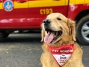 Adeus a Thor: cão de resgate que emocionou gerações morre em MG