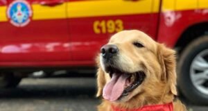Adeus a Thor: cão de resgate que emocionou gerações morre em MG