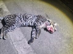 Vídeo; Jaguatirica é encontrada morta após atropelamento em rodovia de Nova Era