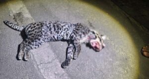 Vídeo; Jaguatirica é encontrada morta após atropelamento em rodovia de Nova Era