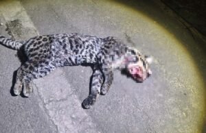 Vídeo; Jaguatirica é encontrada morta após atropelamento em rodovia de Nova Era