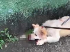 Vídeo; Cão da raça Akita ataca o próprio dono e mobiliza o Corpo de Bombeiros em Belo Horizonte