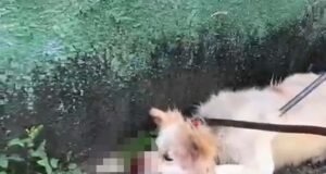 Vídeo; Cão da raça Akita ataca o próprio dono e mobiliza o Corpo de Bombeiros em Belo Horizonte