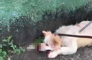 Vídeo; Cão da raça Akita ataca o próprio dono e mobiliza o Corpo de Bombeiros em Belo Horizonte