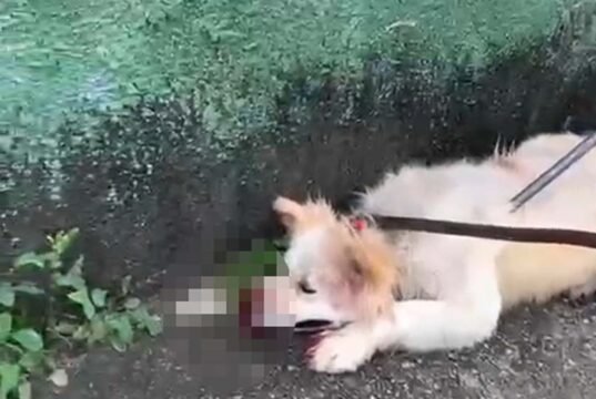 Vídeo; Cão da raça Akita ataca o próprio dono e mobiliza o Corpo de Bombeiros em Belo Horizonte