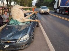 Acidente com equino na MG-050 termina com animal morto e feridos leves