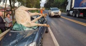 Acidente com equino na MG-050 termina com animal morto e feridos leves