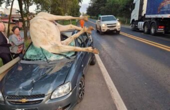 Acidente com equino na MG-050 termina com animal morto e feridos leves