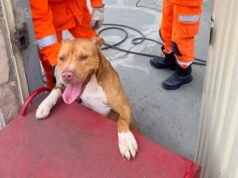 Bombeiros são acionados para conter cão Pitbull solto em quintal de residência em João Monlevade
