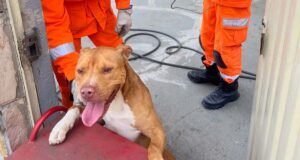 Bombeiros são acionados para conter cão Pitbull solto em quintal de residência em João Monlevade